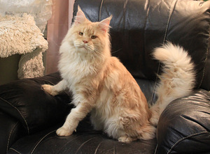 Maine Coon uros 2,5 vuotias, (3 valokuva sivusta 3)