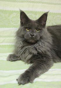 Maine Coon tyttö (3 valokuva sivusta 3)