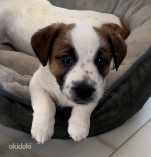 Джек Рассел терьер