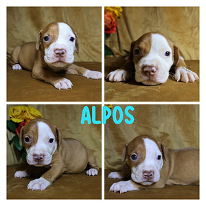 Amerikan Pit Bull Terrier pennut (3 valokuva sivusta 8)