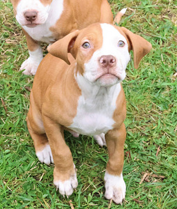 Amerikan Pit Bull Terrier pennut