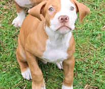 Amerikan Pit Bull Terrier pennut