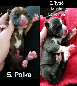 Myydään Amerikanstaffordshirenterrieri (3 valokuva sivusta 7)