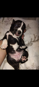 Amstaff pitbull mix pentuja (5 valokuva sivusta 7)