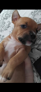 Amstaff pitbull mix pentuja