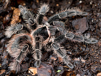 Lasiodora parahybana tarantuls