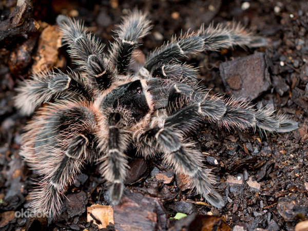 Lasiodora parahybana tarantuls