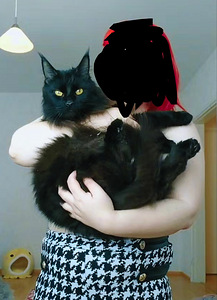 Maine Coon