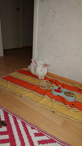 Risteytys kani