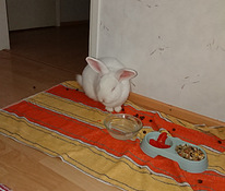 Risteytys kani