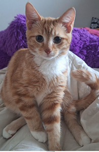 Kaksi suloista veljestä (4 valokuva sivusta 4)