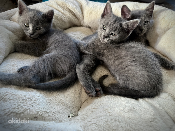 Британские котята