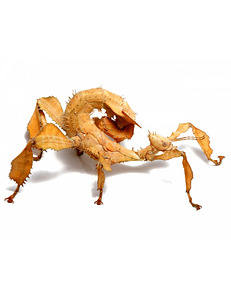 Austraalia pulkputuka/ extatosoma tiaratum munad (1 foto / 5)