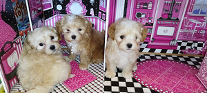 Maltipoo kucēni (3 foto no 8)