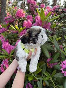 Shi-Tzu pentu (4 valokuva sivusta 6)