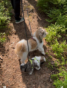 Shi-Tzu pentu (5 valokuva sivusta 6)