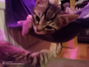 Puolipitkäkarvainen kissan pentue (1 valokuva sivusta 8)