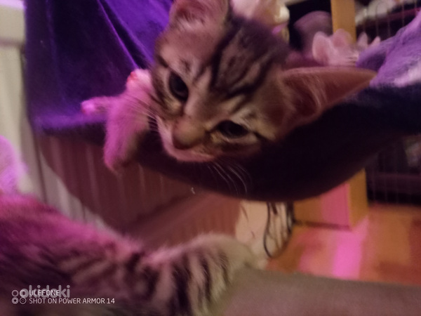 Puolipitkäkarvainen kissan pentue