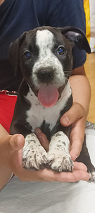 American bully pocket/ pitbull mix