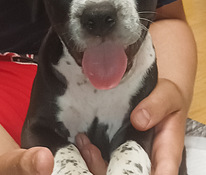 American bully pocket/ pitbull mix