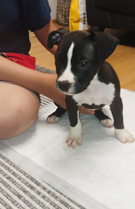 American bully pocket/ pitbull mix (2 valokuva sivusta 4)