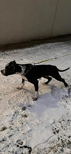 American bully/Pitbull Tytöt (2 valokuva sivusta 4)