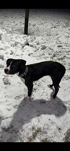 American bully/Pitbull Tytöt (4 valokuva sivusta 4)