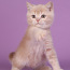 Шотландский прямоухий котенок с родословной (фото #2)