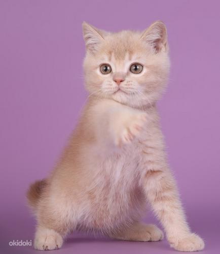 Шотландский прямоухий котенок с родословной (фото #2)