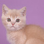 Шотландский прямоухий котенок с родословной (фото #3)