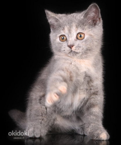 Scottish kittens (valokuva #1)