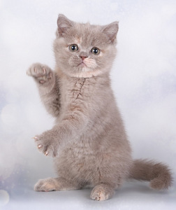 Scottish kittens (1 valokuva sivusta 1)