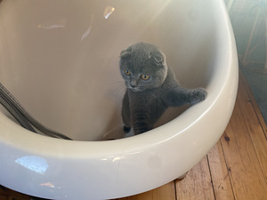 Lühikarvaline sinine Scottish Fold tüdruk (3 foto / 5)