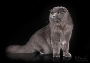 Lühikarvaline sinine Scottish Fold tüdruk (5 foto / 5)