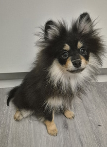 POMERANIAN PENTU (2 valokuva sivusta 7)