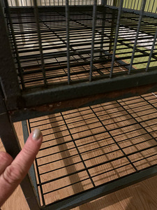 Ferret Nation puur (4 foto / 5)