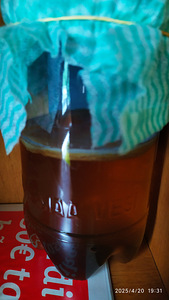 Kombucha