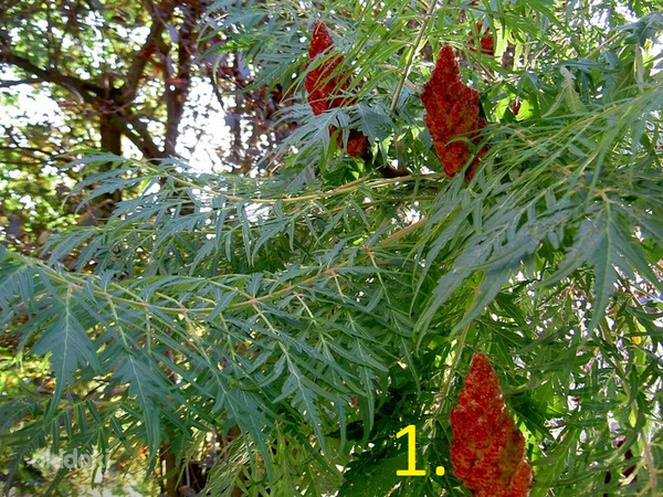 Puu istikud / taimed (4 erinevat) (foto #1)