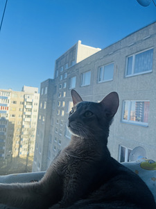 Абиссинская кошка (1 фото из 5)