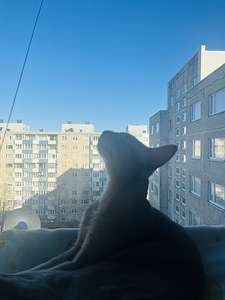Абиссинская кошка (2 фото из 5)