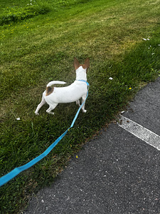 Capo, aito amerikkalainen Toy Fox Terrier -pentu etsii rakas (3 valokuva sivusta 6)