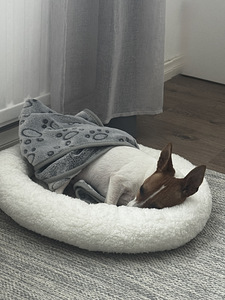 Capo, aito amerikkalainen Toy Fox Terrier -pentu etsii rakas (8 valokuva sivusta 9)