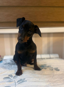 Pinscher-miniatyyri, 9-kuukautinen uros – aito ja komea. (2 valokuva sivusta 7)
