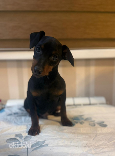 Pinscher-miniatyyri, 9-kuukautinen uros – aito ja komea.