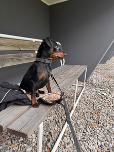 Pinscher-miniatyyri, 9-kuukautinen uros – aito ja komea. (5 valokuva sivusta 7)