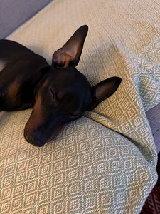 Pinscher-miniatyyri, 9-kuukautinen poika – aito ja komea (5 valokuva sivusta 8)