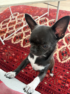 Pieni chihuahua etsii uutta perhettä (3 valokuva sivusta 10)