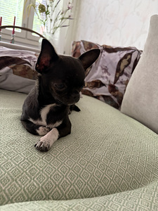 Pieni chihuahua etsii uutta perhettä (8 valokuva sivusta 10)