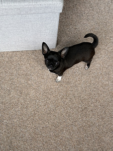 Pieni chihuahua etsii uutta perhettä (9 valokuva sivusta 10)