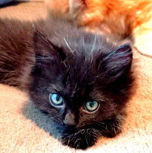 Myydään maine coon-mix tyttöpentu (2 valokuva sivusta 9)